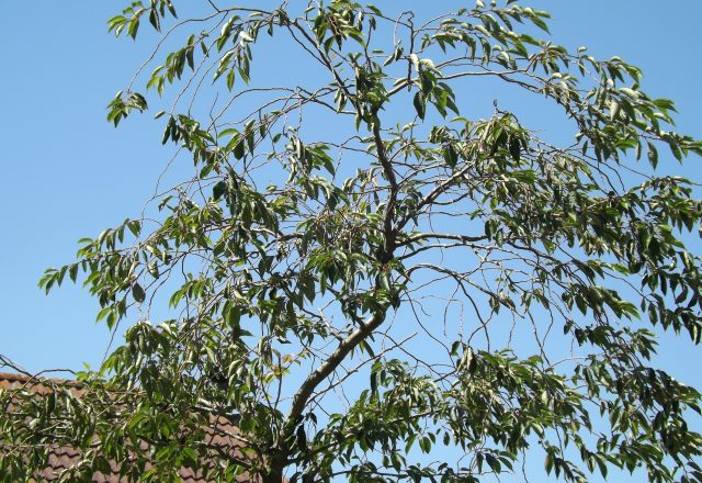 blue sky tree in garden