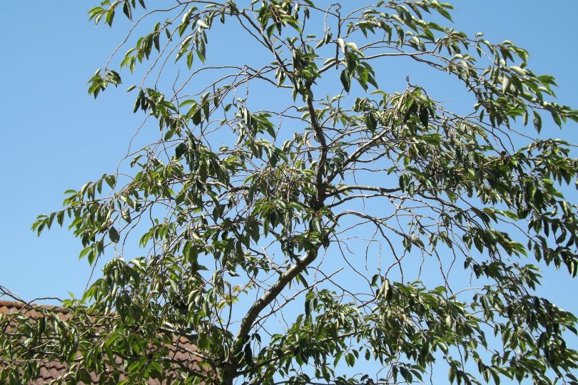 blue sky tree in garden