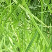 long grass in garden