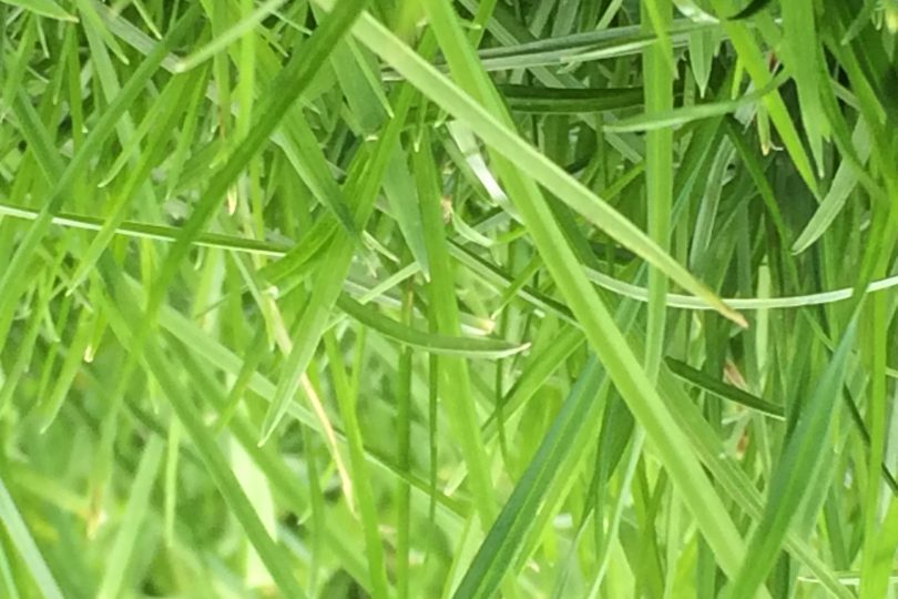 long grass in garden